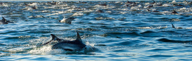 istock Dolphins in the ocean 639721646
