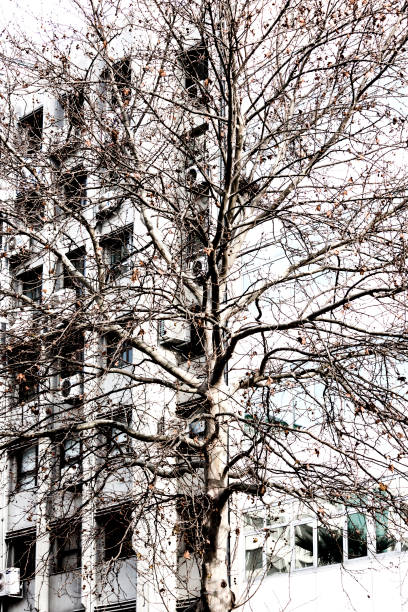 istock Nature in the city 639722122