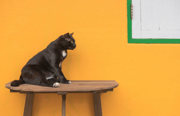 Background with the cat