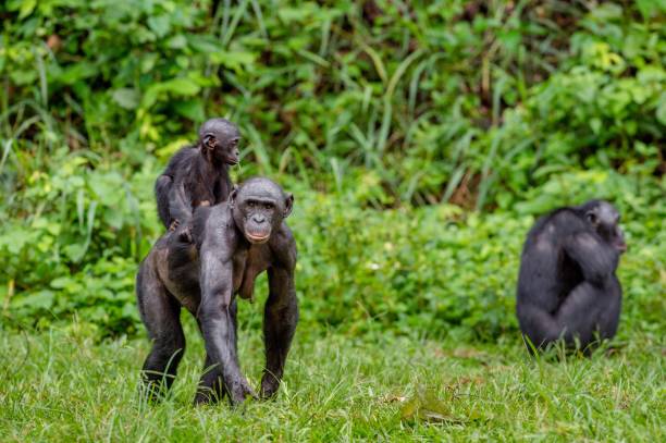 istock Bonobo Cub on the mother's back 639722386