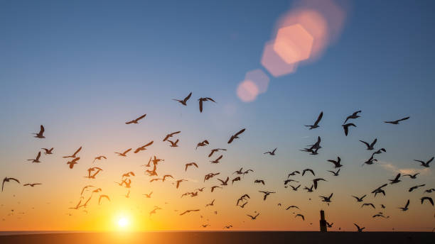 silhouetten herde von vögeln �über dem atlantik während des sonnenuntergangs. - ochre sea star stock-fotos und bilder