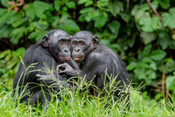 bonobo in habitat naturale - cub animal mammal animals in the wild foto e immagini stock