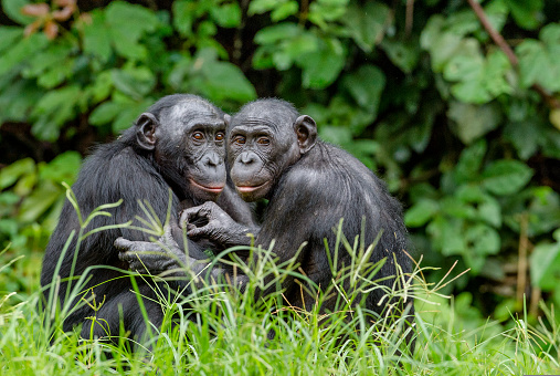 Bonobos in natural habitat on Green natural background. The Bonobo ( Pan paniscus), called the pygmy chimpanzee. Democratic Republic of Congo. Africa