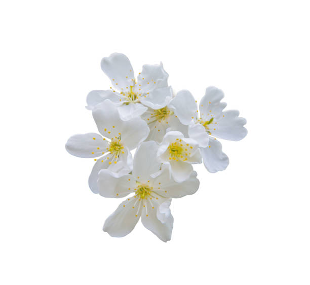 istock white blossom isolated on white background 639724462