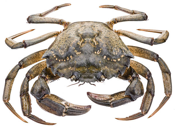 istock Carcinus maenas -edible alive crab. 639725306