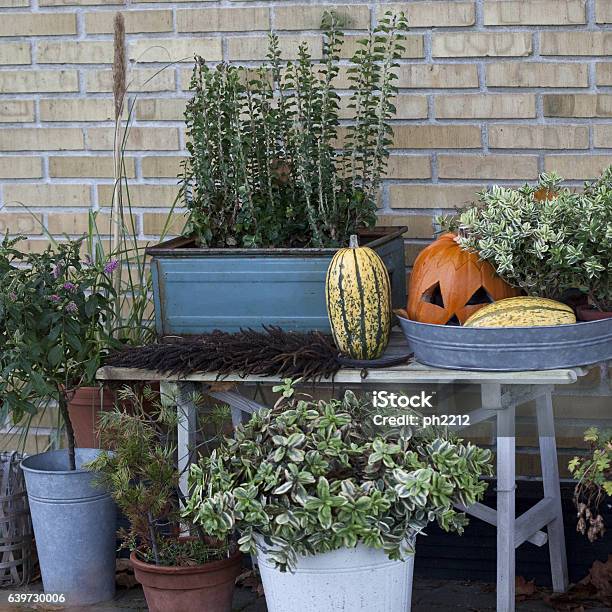 Autumn Halloween Stock Photo - Download Image Now - Autumn, Branch - Plant Part, Brick