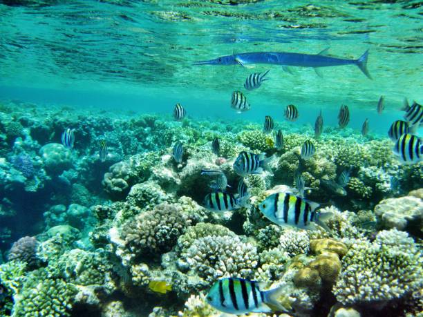 istock Group of fish at housereef 639730608