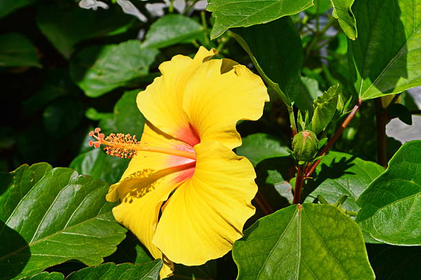 istock beautiful hibiscus flower 639732972