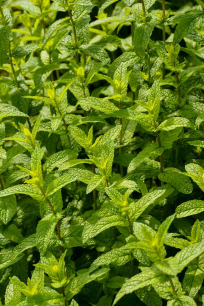 istock mint plant grow at vegetable garden 639733868
