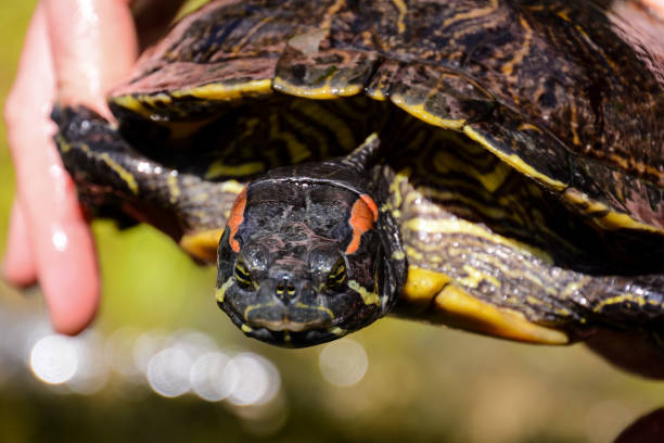 Common turtle Slider Trachemys scripta Photo picture Common turtle Slider Trachemys scripta animal reptile amphibian coahuilan red eared turtle stock pictures, royalty-free photos & images