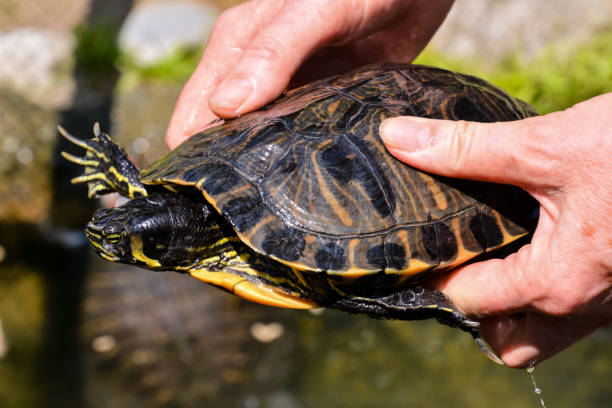 Common turtle Slider Trachemys scripta Photo picture Common turtle Slider Trachemys scripta animal reptile amphibian coahuilan red eared turtle stock pictures, royalty-free photos & images