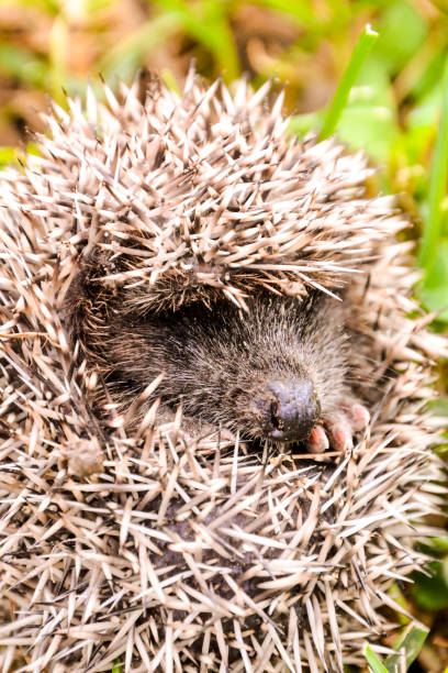 istock European Hedgehog Mammal Animal 639734032