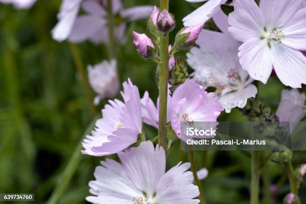 Musk Purple Stock Photo - Download Image Now - Annual Event, Backgrounds, Beauty