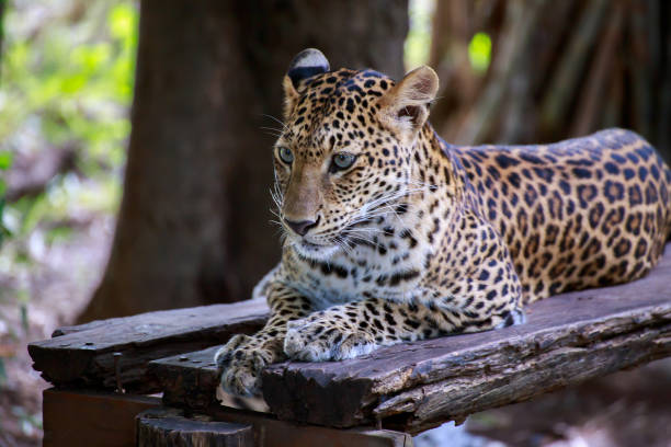 istock Tiger on the timber. 639740046