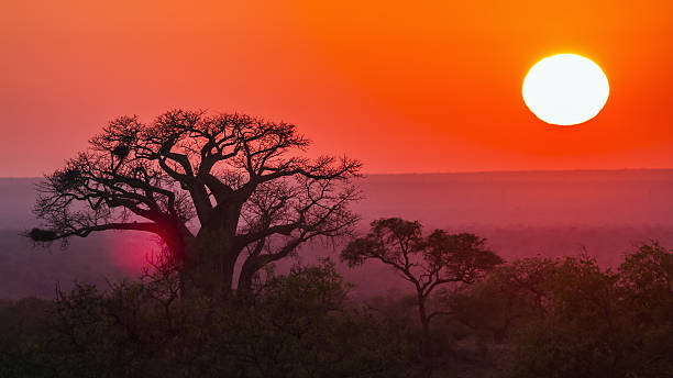 sonnenaufgang mit baobab im krüger-nationalpark, südafrika - african sunrise stock-fotos und bilder
