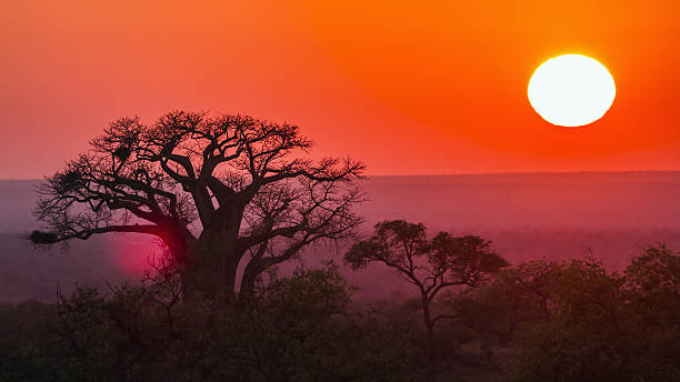 восход солнца с баобабом в национальном парке крюгера, - african sunrise стоковые фото и изображения