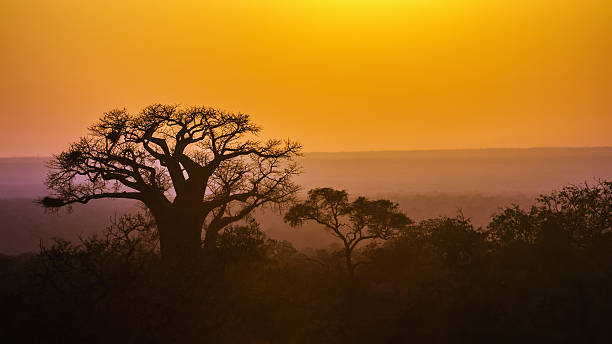 istock Baobab tree sunset in Kruger National park, South Africa 639742246