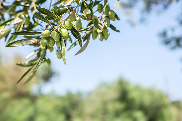 istock Branch of olive tree with berries on it. 639742888