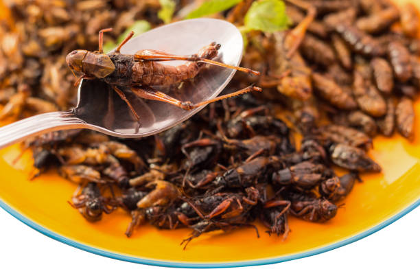 istock Food insect 639742978