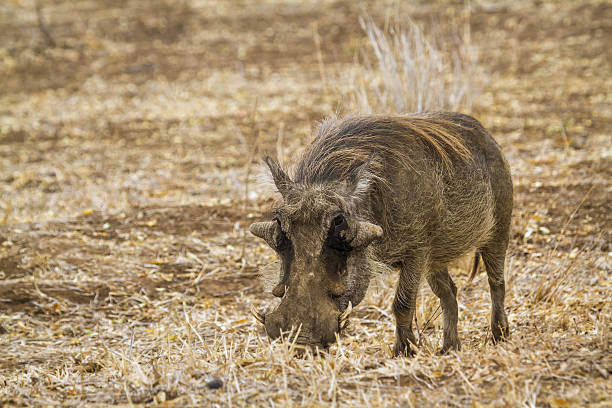 istock common warthog in Kruger National park, South Africa 639745116