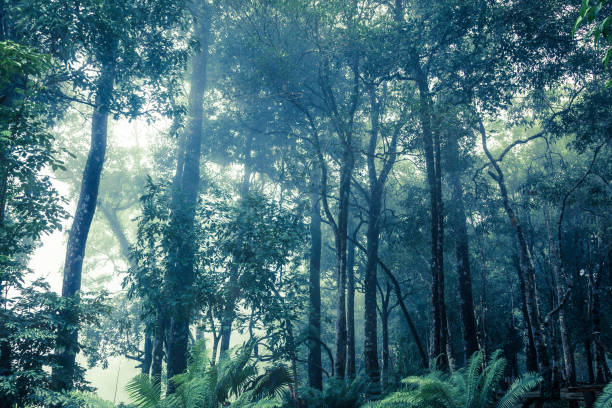 istock Mystical forest with fog 639745316