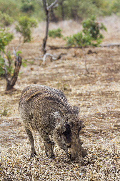 istock common warthog in Kruger National park, South Africa 639745326
