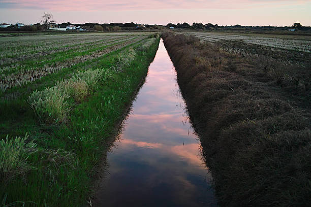 istock Rice Field Ditch in Portugal 639745490
