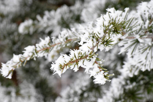 мороз на кедр ливана - tree forest atlantic white cedar evergreen tree стоковые фото и изображения