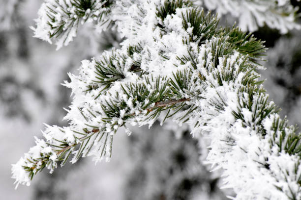 istock Frost on Cedar Of Lebanon 639747676