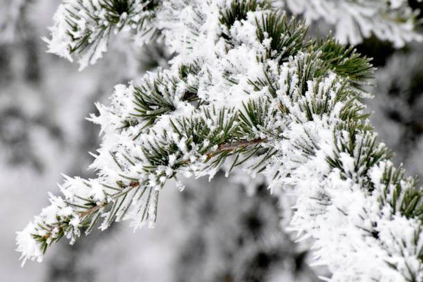 мороз на кедр ливана - tree forest atlantic white cedar evergreen tree стоковые фото и изображения