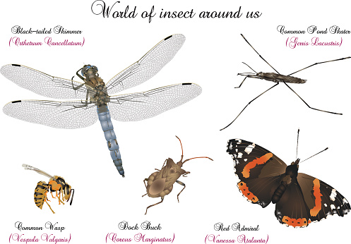 It is illustration of several interesting insect.