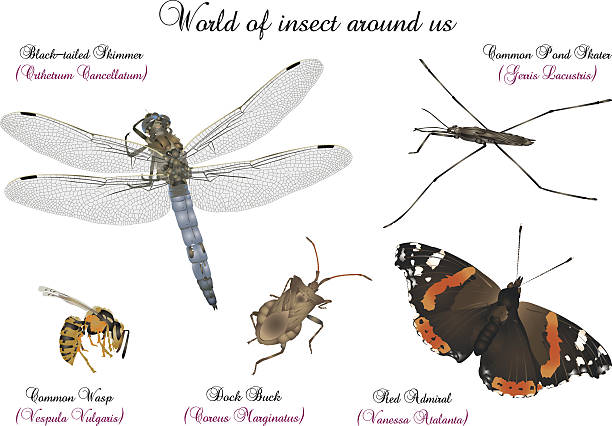 World of insect around of us It is illustration of several interesting insect. admiral butterfly stock illustrations
