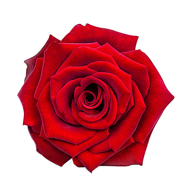 istock rose isolated on the white 639749968
