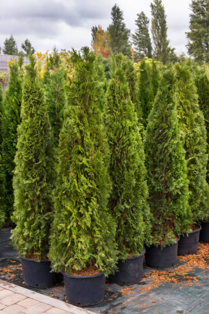 istock Green arborvitae seedlings 639750296