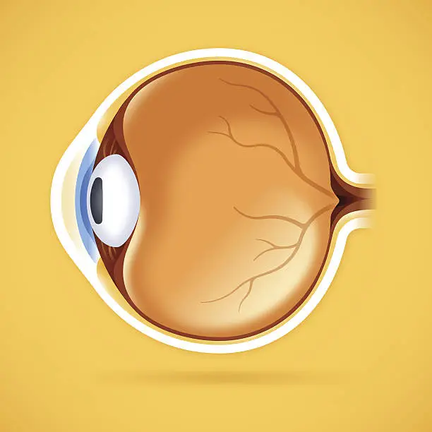 Vector illustration of Human Eye Anatomical Structure