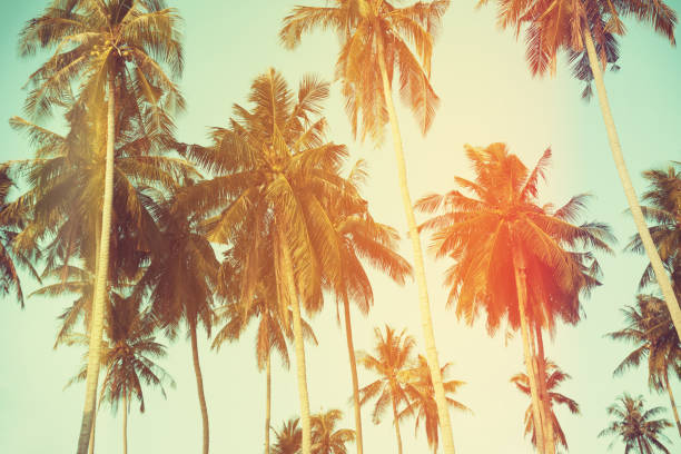 istock Palm trees at tropical coast 639751296