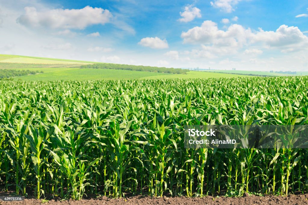 Champ de maïs et ciel bleu - Photo de Maïs - Culture libre de droits