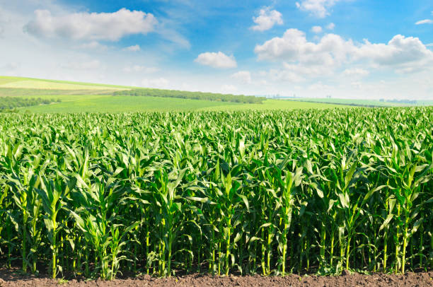 corn field and blue sky green corn field and blue sky leath stock pictures, royalty-free photos & images