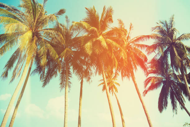 istock Palm trees at tropical coast 639751388
