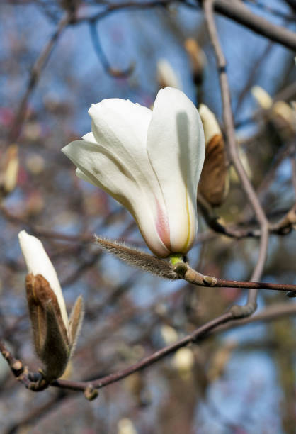istock White magnolia branch with spring blooming flowers on blurred background 639753172
