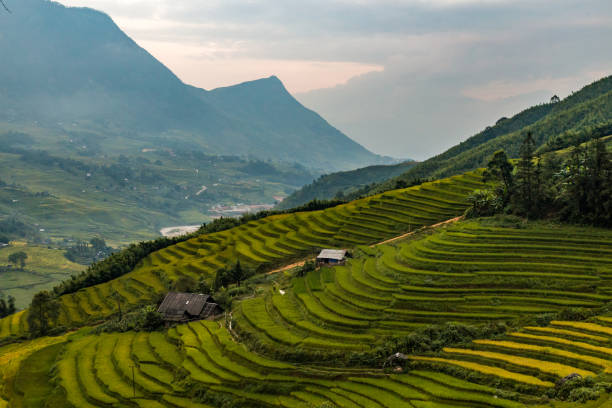 istock Rice fields in a valley in Vietnam 639753804