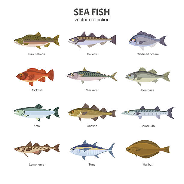 illustrations, cliparts, dessins animés et icônes de collecte de vecteurs de poissons de mer. - living organism illustrations