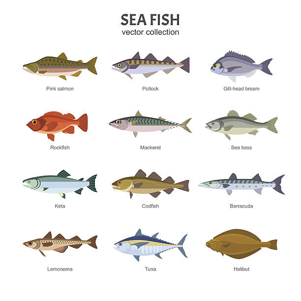 sea fish vector collection. - pembe somon stock illustrations