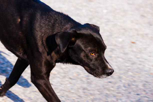 Stray dog in the city