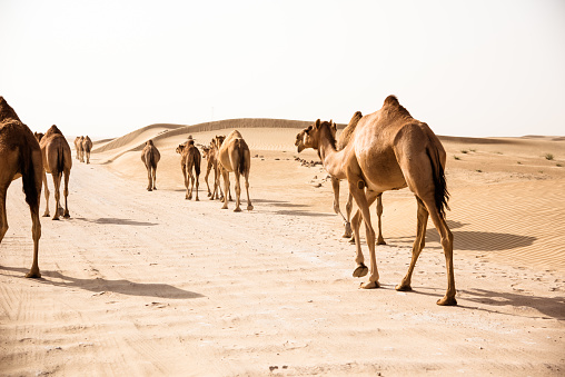 Ash-Shahaniyah, Qatar- March 21 2022 : Jockeys riding camels at a race track in Qatar.