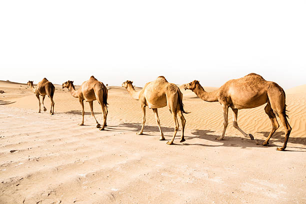 Camels and riders in the desert.