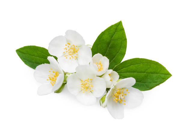 istock Jasmine flowers and leaves 639755842