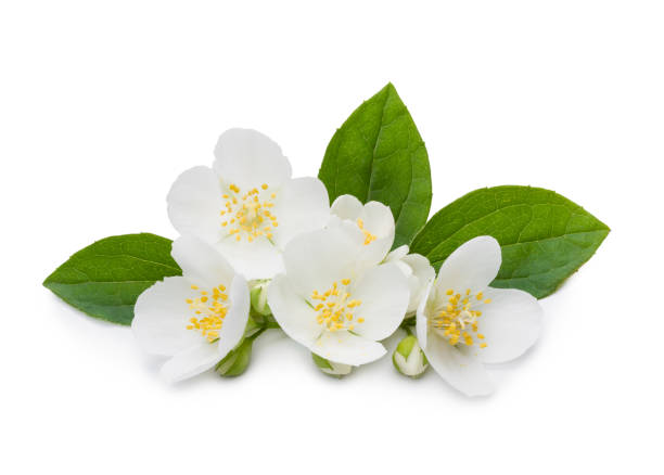 Jasmine flowers and leaves Jasmine flowers and leaves isolated on white background camellia sinensis photos stock pictures, royalty-free photos & images