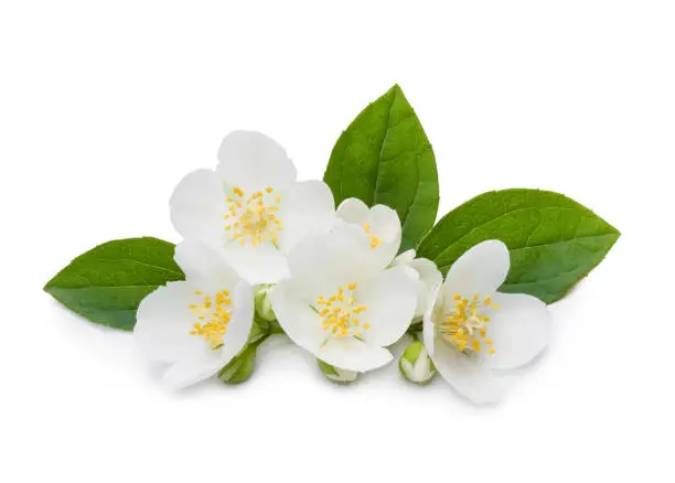 Jasmine flowers and leaves isolated on white background