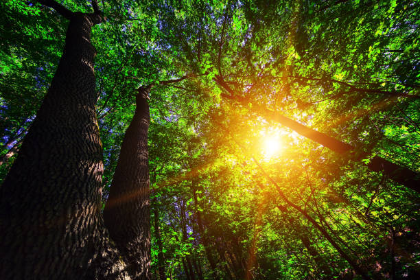 istock forest trees nature green wood sunlight backgrounds 639756360